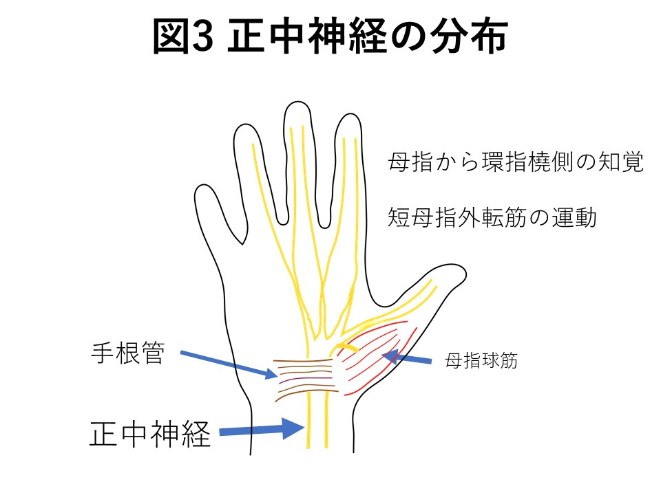 正中神経の分布