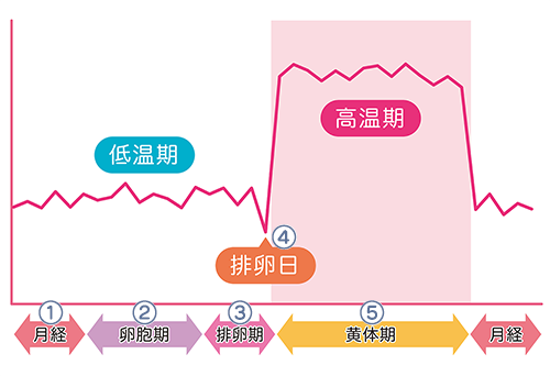 基礎体温と月経周期